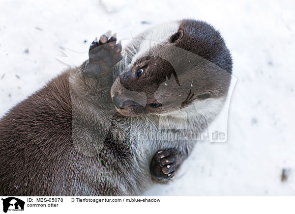 Fischotter / common otter / MBS-05078