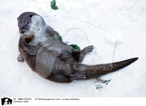 Fischotter / common otter / MBS-05079