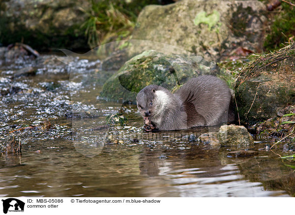 common otter / MBS-05086