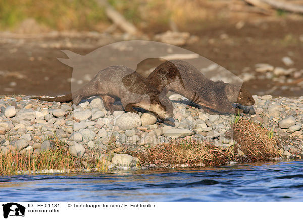common otter / FF-01181
