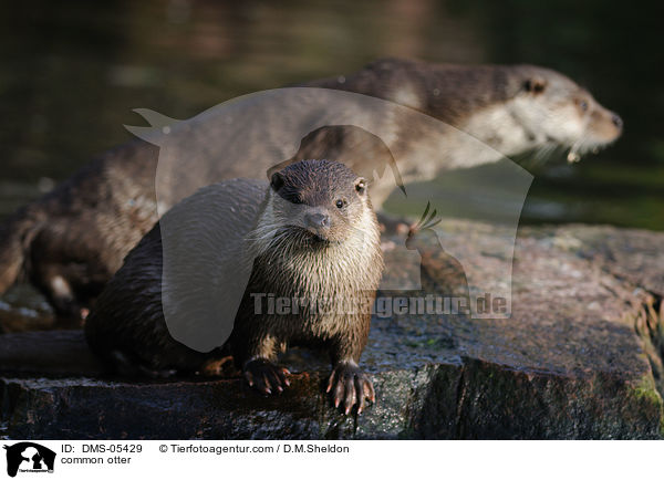 Fischotter / common otter / DMS-05429
