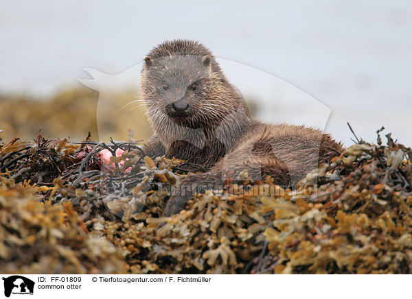 Fischotter / common otter / FF-01809