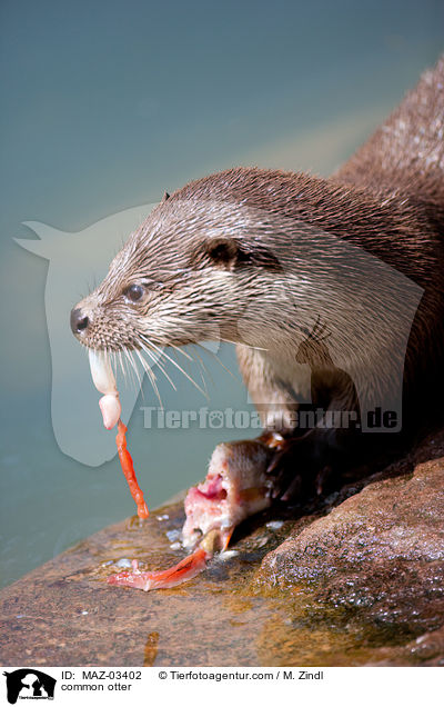 Fischotter / common otter / MAZ-03402