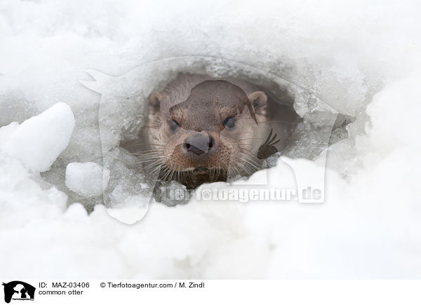 common otter / MAZ-03406