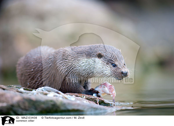 Fischotter / common otter / MAZ-03408
