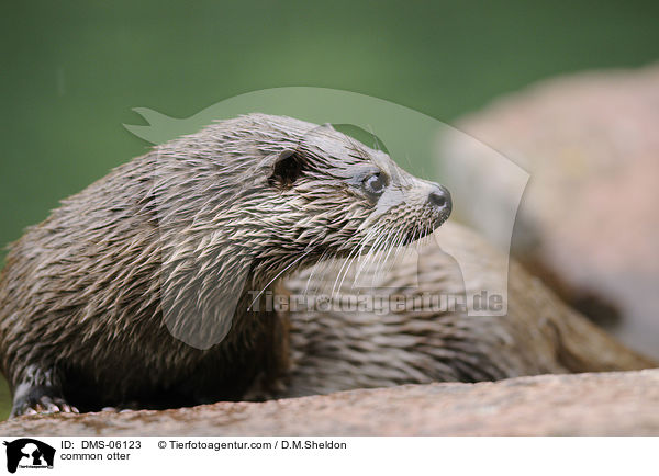 common otter / DMS-06123