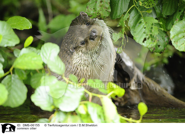 Fischotter / common otter / DMS-06155