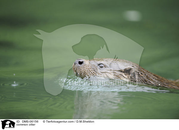 Fischotter / common otter / DMS-06156
