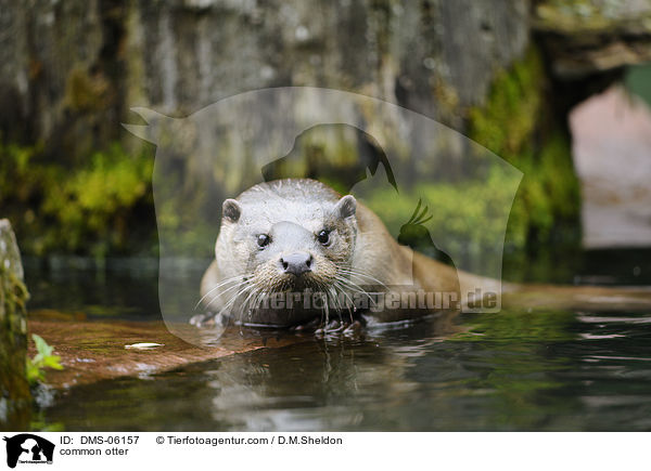 Fischotter / common otter / DMS-06157