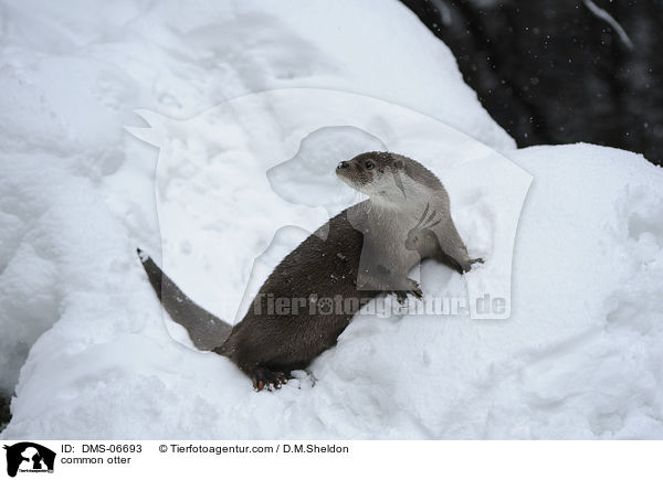 Fischotter / common otter / DMS-06693