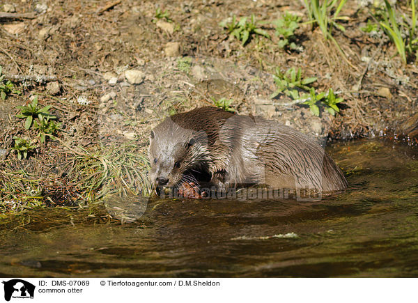 Fischotter / common otter / DMS-07069