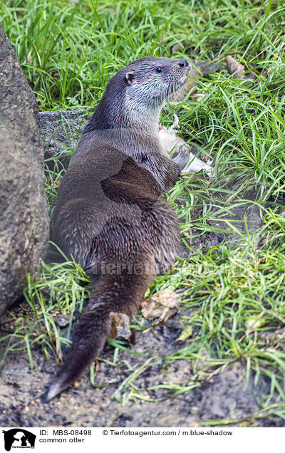 common otter / MBS-08498