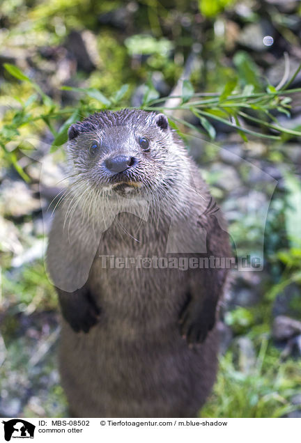common otter / MBS-08502