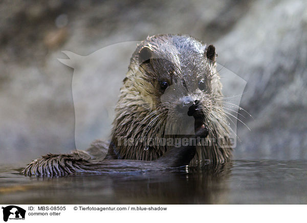 Fischotter / common otter / MBS-08505