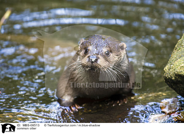 common otter / MBS-08513