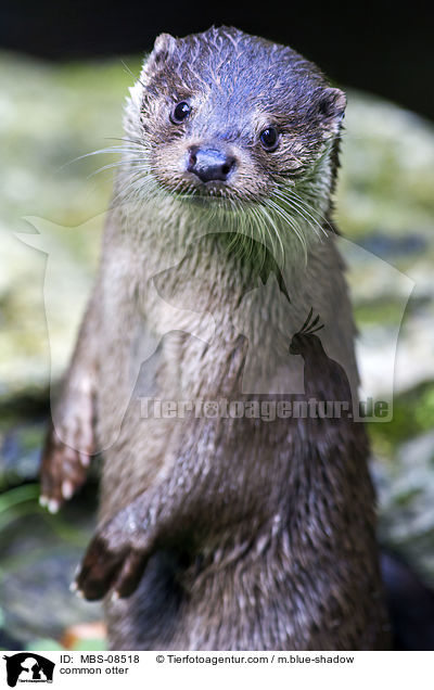 Fischotter / common otter / MBS-08518