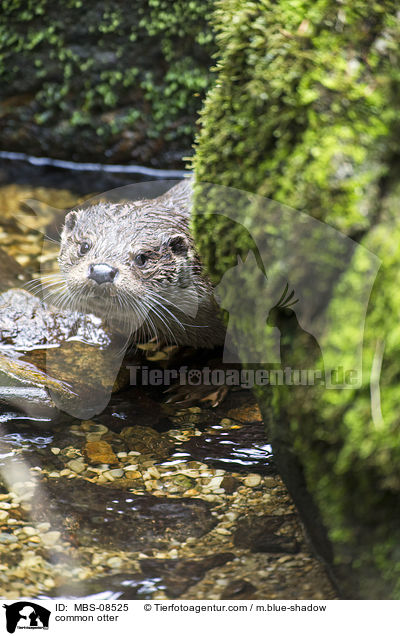 Fischotter / common otter / MBS-08525