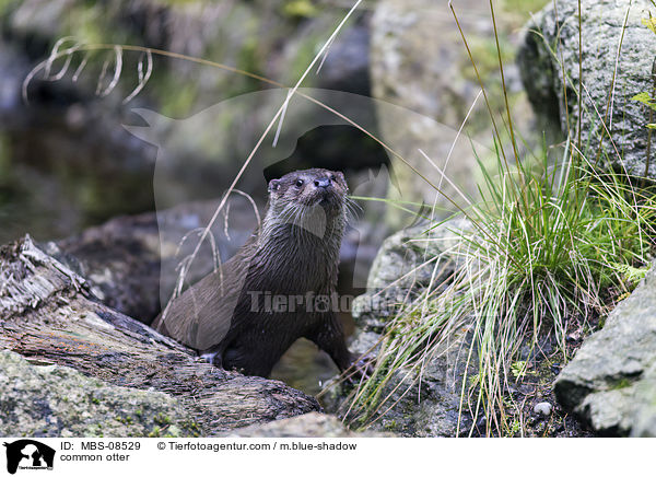Fischotter / common otter / MBS-08529