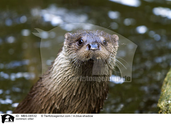 Fischotter / common otter / MBS-08532