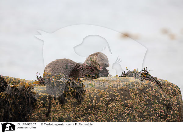 Fischotter / common otter / FF-02607