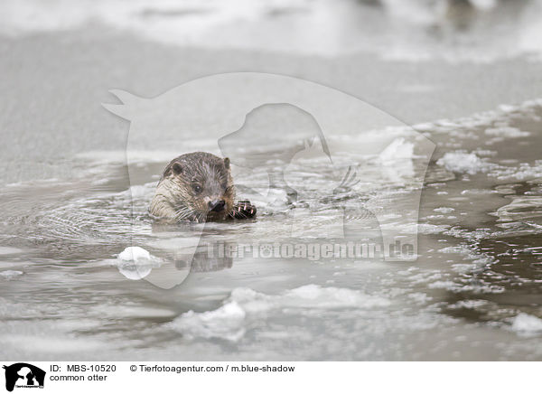 Fischotter / common otter / MBS-10520