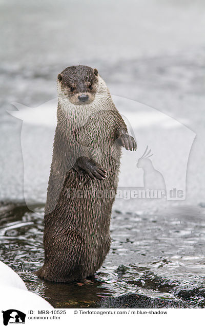 Fischotter / common otter / MBS-10525