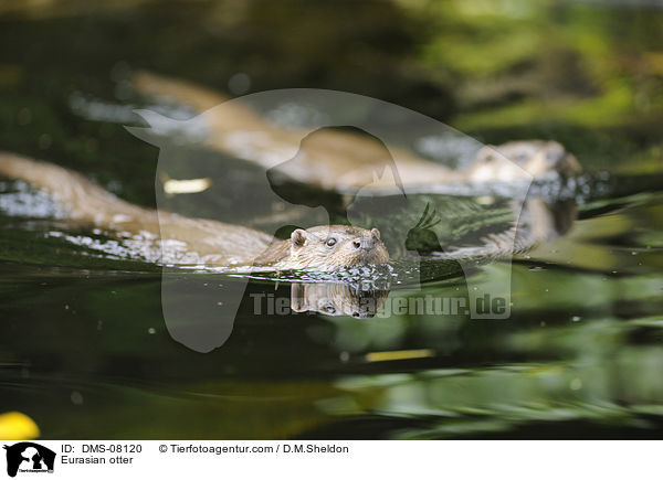 Fischotter / Eurasian otter / DMS-08120