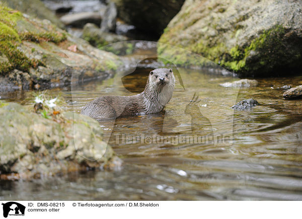 common otter / DMS-08215