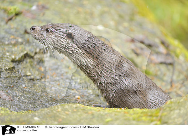 common otter / DMS-08216