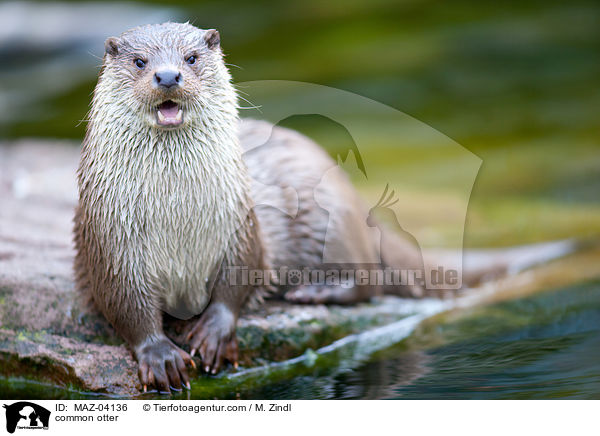 Fischotter / common otter / MAZ-04136