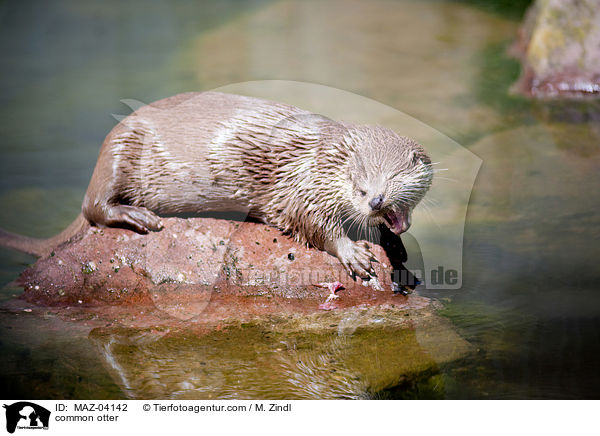 Fischotter / common otter / MAZ-04142