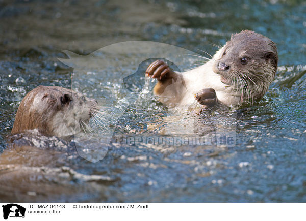 common otter / MAZ-04143