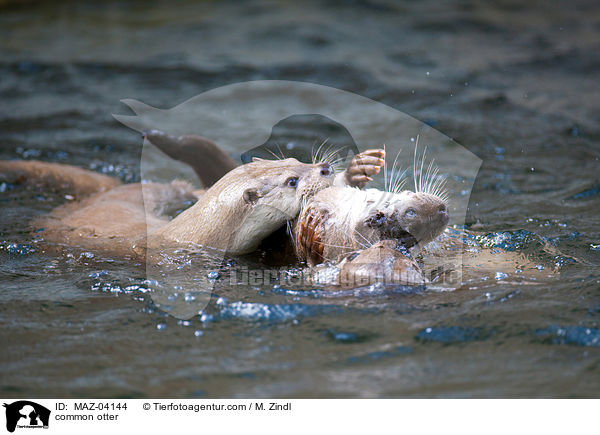 Fischotter / common otter / MAZ-04144