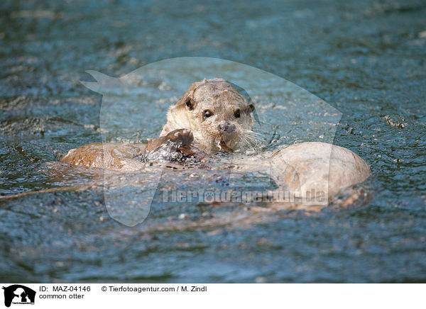 Fischotter / common otter / MAZ-04146