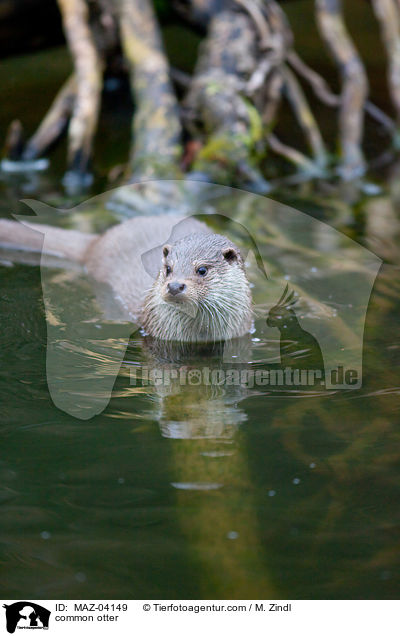 common otter / MAZ-04149