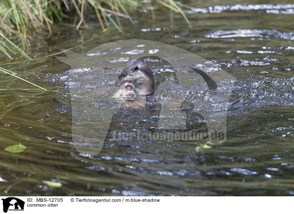 Fischotter / common otter / MBS-12705