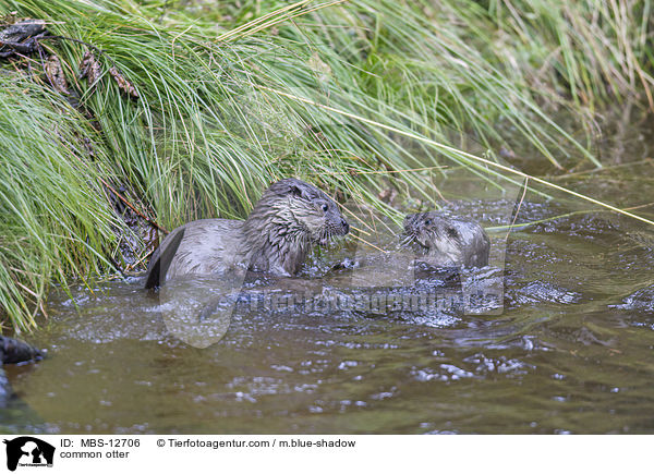 Fischotter / common otter / MBS-12706