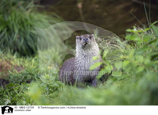 Fischotter / common otter / MBS-12709