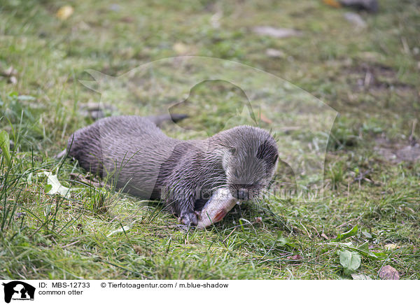 Fischotter / common otter / MBS-12733