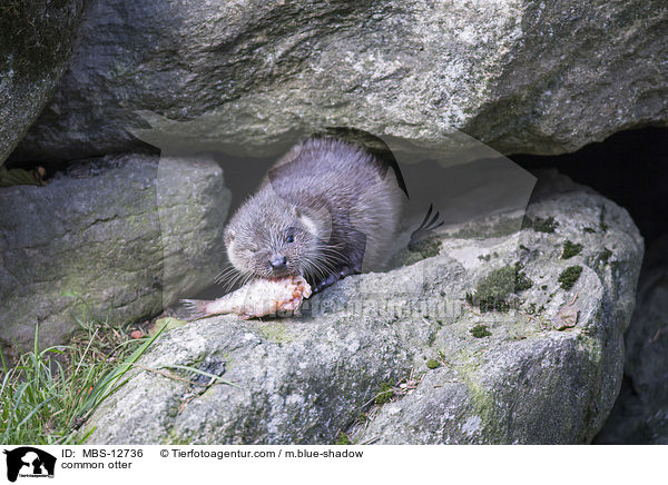 Fischotter / common otter / MBS-12736