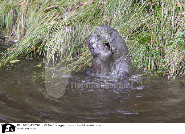 Fischotter / common otter / MBS-12739