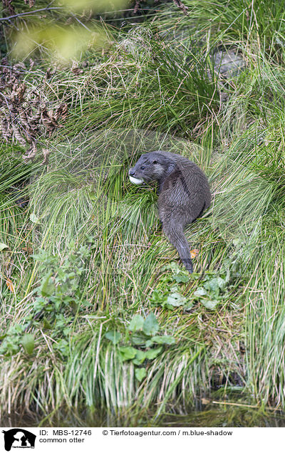 Fischotter / common otter / MBS-12746