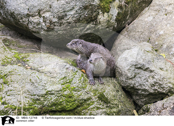 common otter / MBS-12748