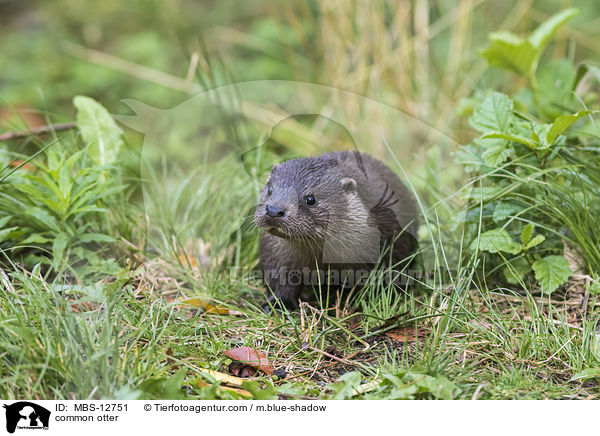 Fischotter / common otter / MBS-12751