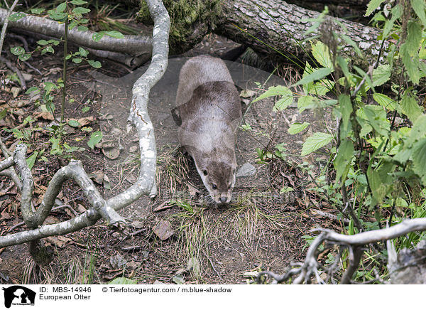 European Otter / MBS-14946