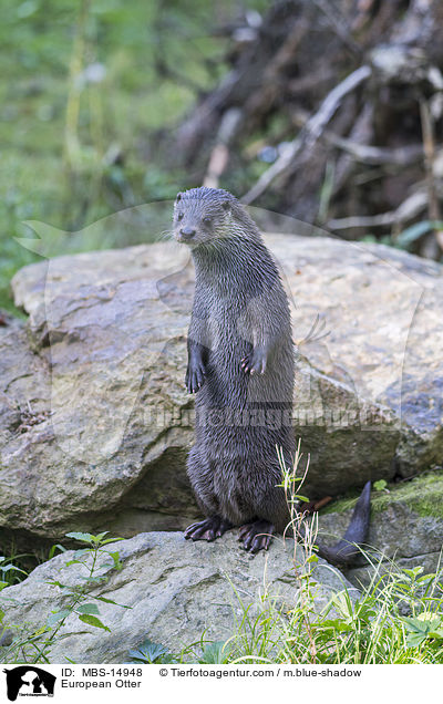 Fischotter / European Otter / MBS-14948