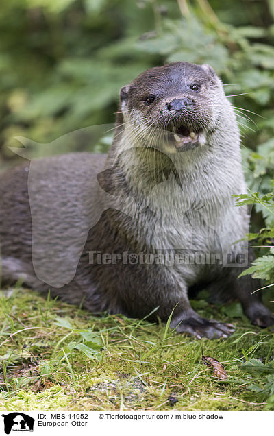 European Otter / MBS-14952
