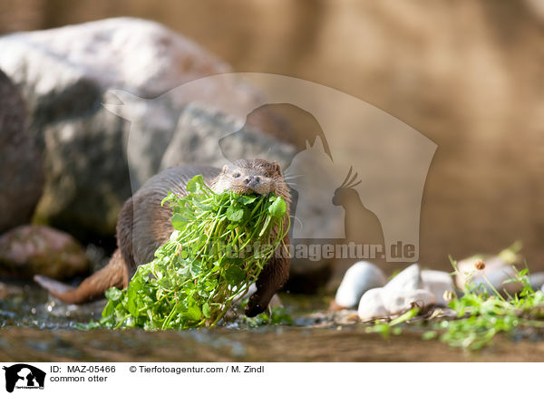 common otter / MAZ-05466