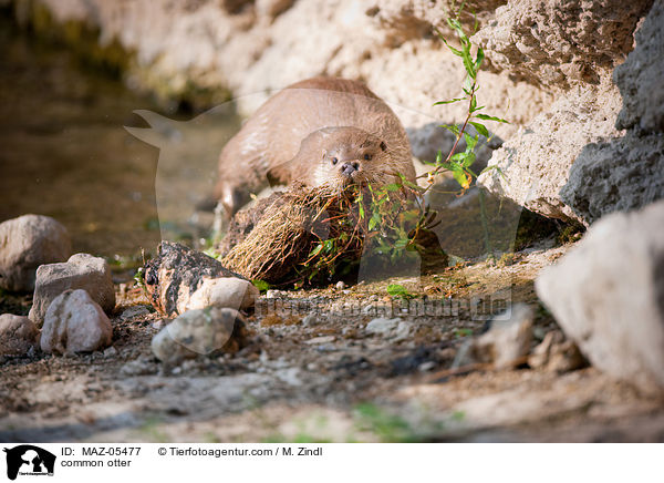 Fischotter / common otter / MAZ-05477