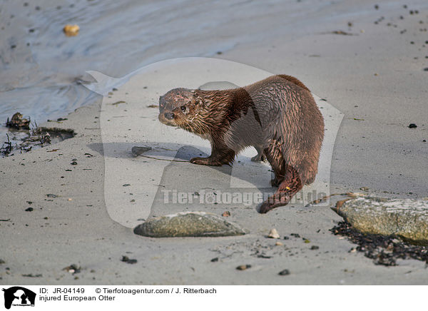 verletzter Fischotter / injured European Otter / JR-04149